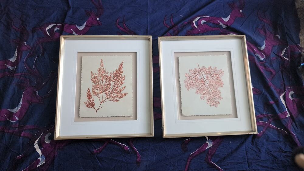 Pressed Seaweed Art Print Botanical Wall Vintage Silver Frame Set Coastal Decor